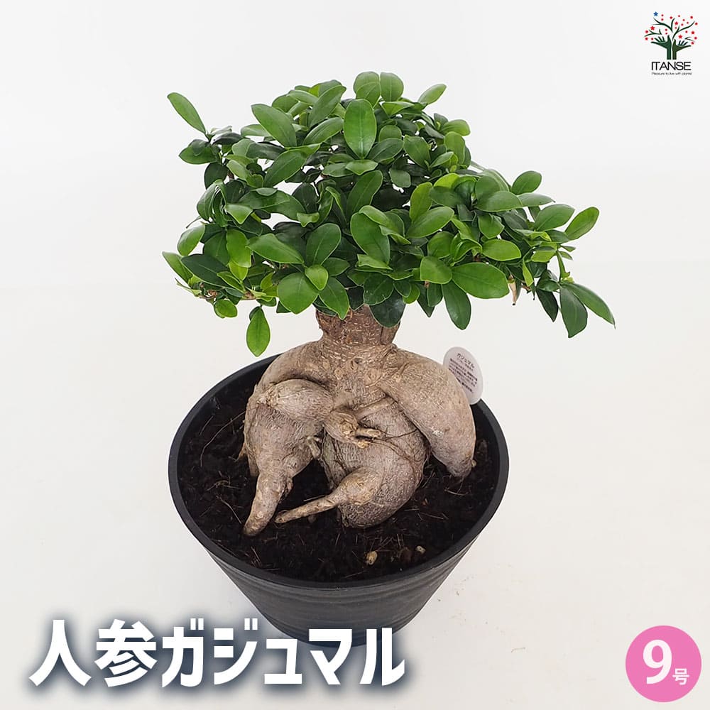 人参ガジュマル斑入り3寸サイズ　接木、挿木ではありません‼️白系かなり希少 SALE ガジュマル 斑入り 接ぎ木 希少レア 観葉植物 ニンジンガジュマル