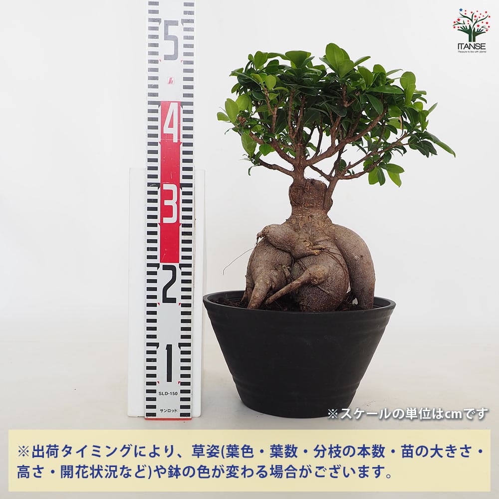 人参ガジュマル 【観葉植物 9号／1個売り】