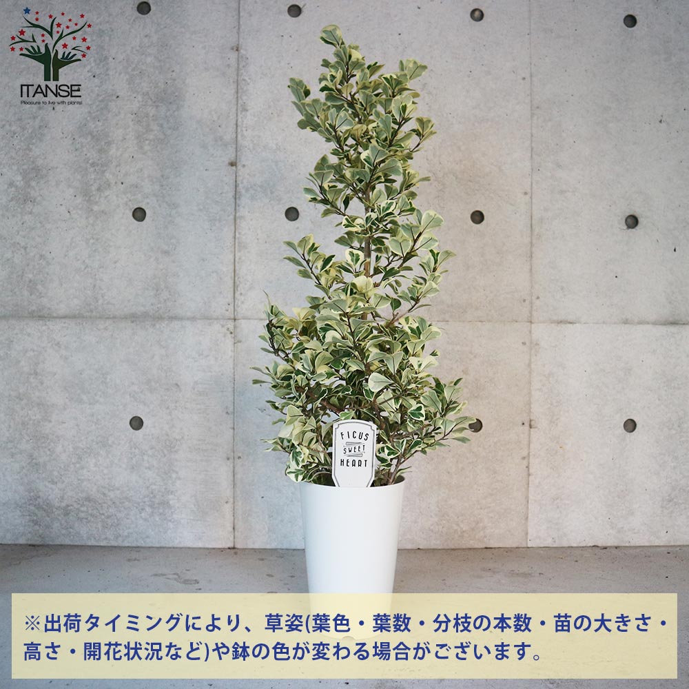フィカス・トライアンギュラリス・スイートハート 【観葉植物 7号鉢