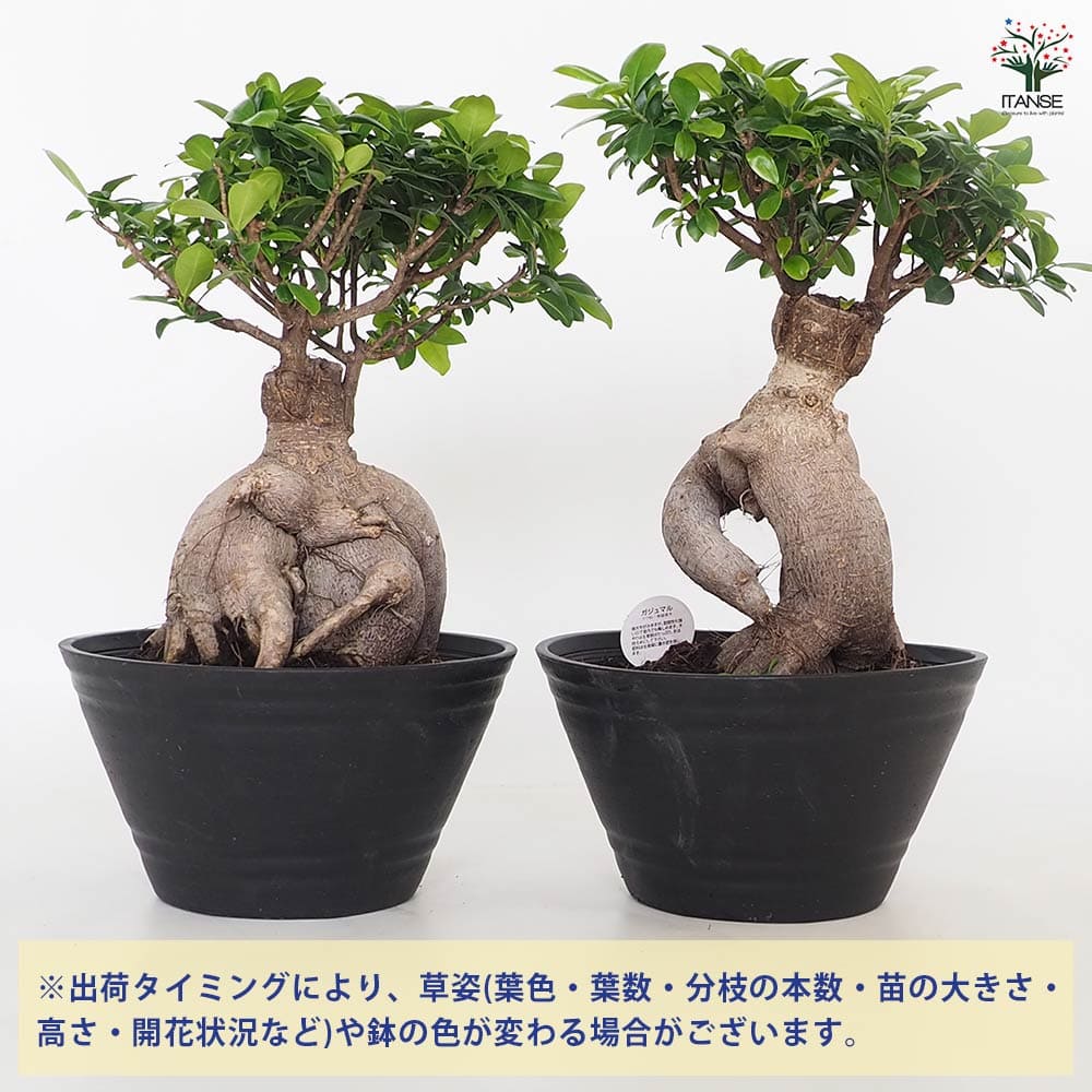 人参ガジュマル 【観葉植物 9号／1個売り】｜ 【植物のITANSE