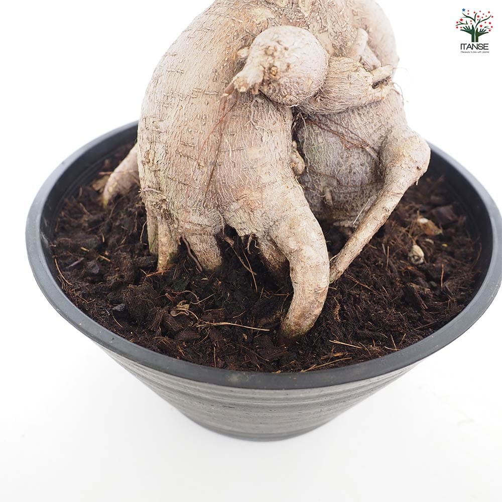 人参ガジュマル 【観葉植物 9号／1個売り】