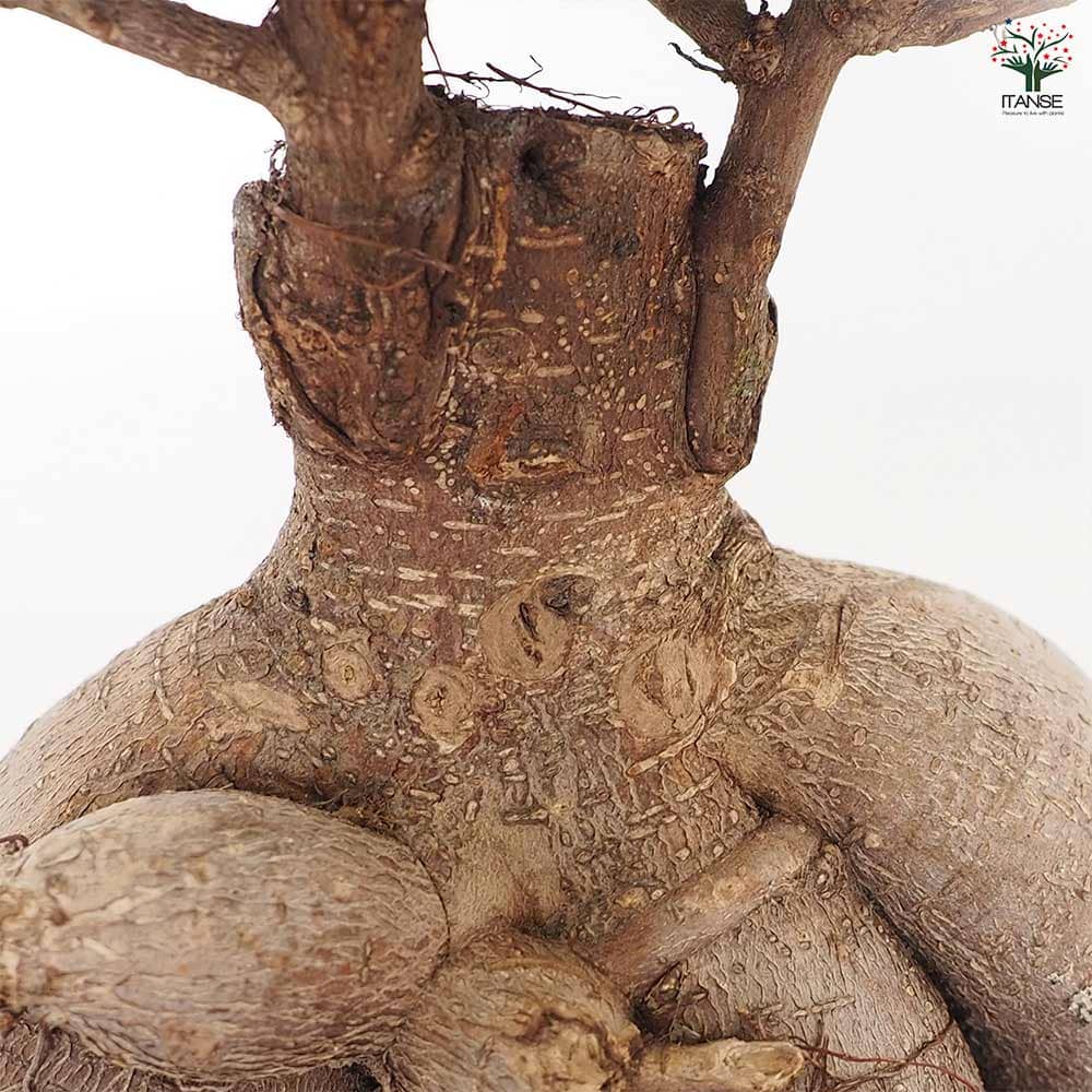 人参ガジュマル 【観葉植物 9号／1個売り】