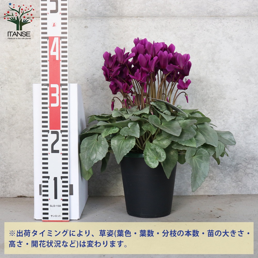 シクラメン・月下 【花苗 5号 底面給水鉢 開花株/1個売り】