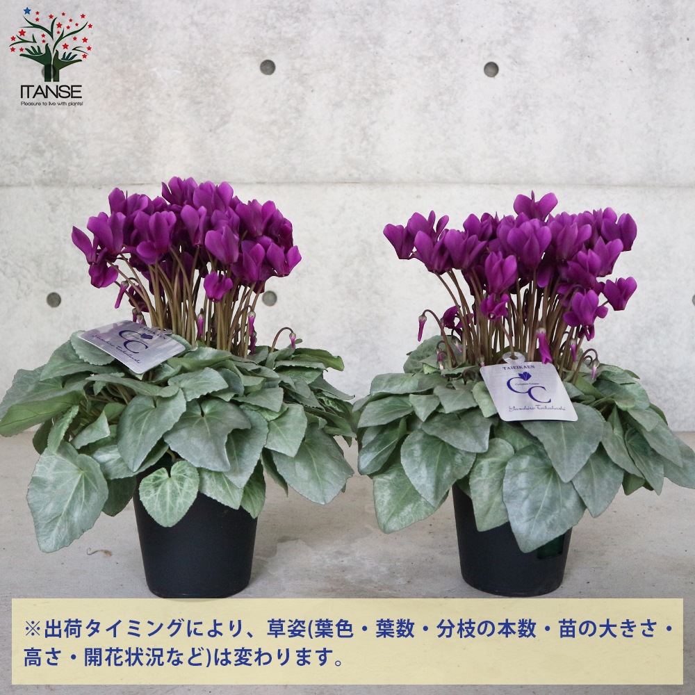 シクラメン・月下 【花苗 5号 底面給水鉢 開花株／1個売り】｜ 【植物