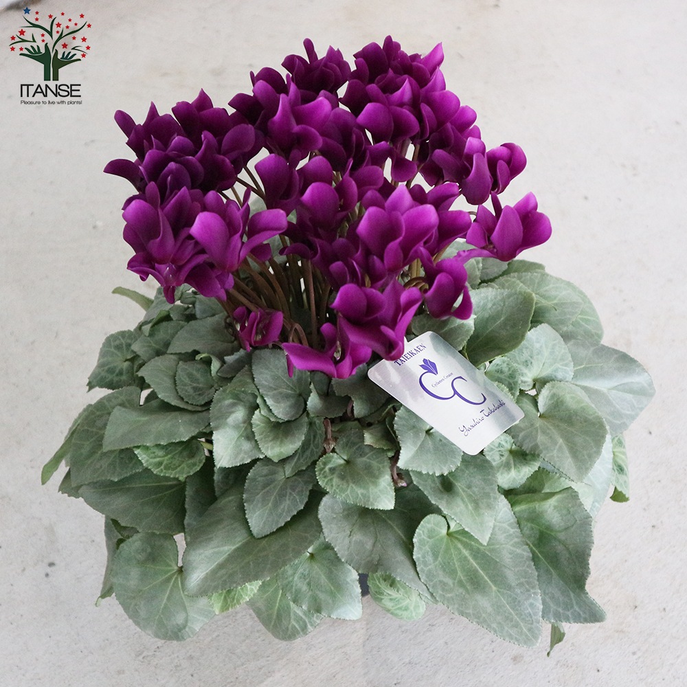 シクラメン・月下 【花苗 5号 底面給水鉢 開花株/1個売り】