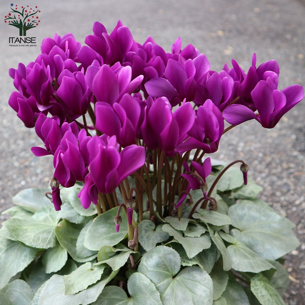 シクラメン・月下 【花苗 5号 底面給水鉢 開花株／1個売り】｜ 【植物