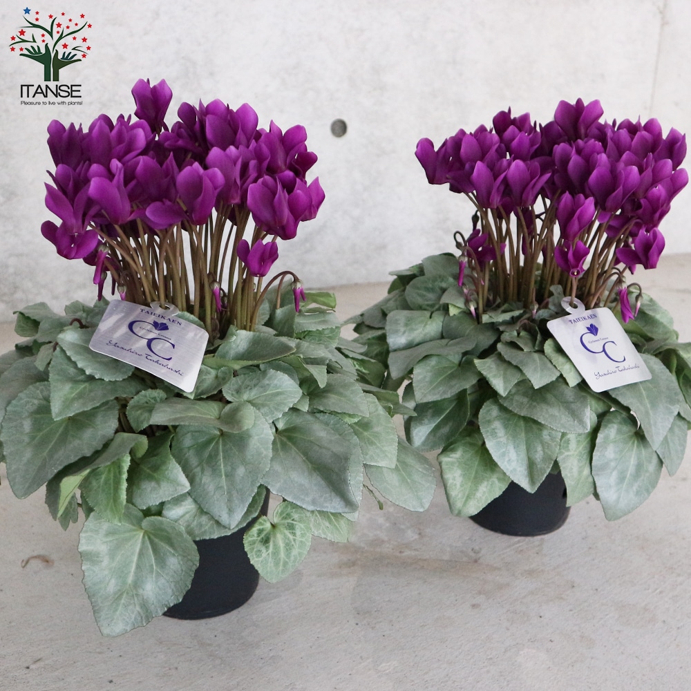 シクラメン・月下 【花苗 5号 底面給水鉢 開花株／1個売り】｜ 【植物