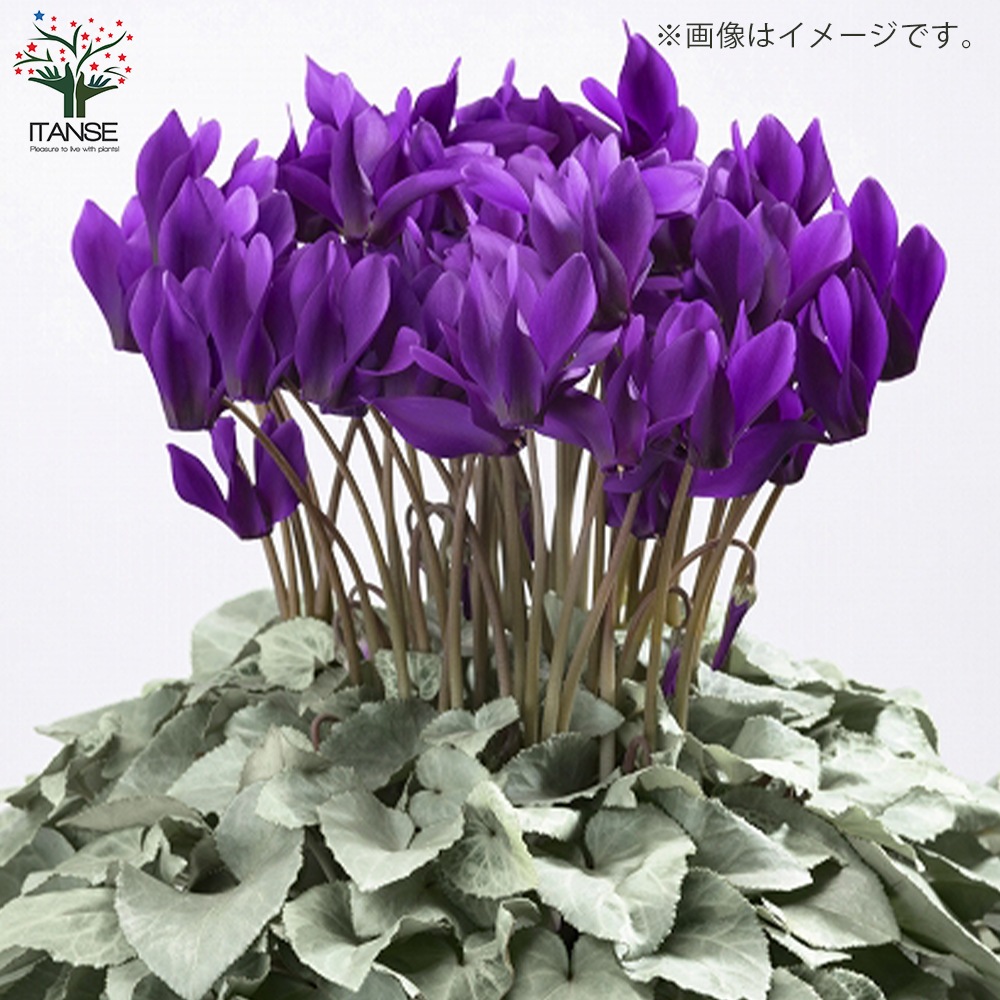 シクラメン・月下 【花苗 5号 底面給水鉢 開花株／1個売り】｜ 【植物