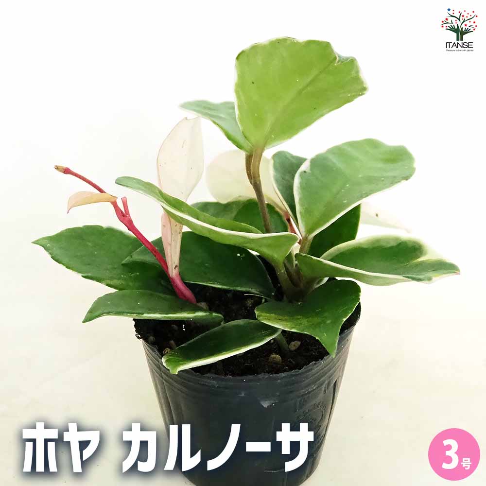 ホヤ カルノーサ 【観葉植物 3号】｜ 【植物のITANSE】全品送料