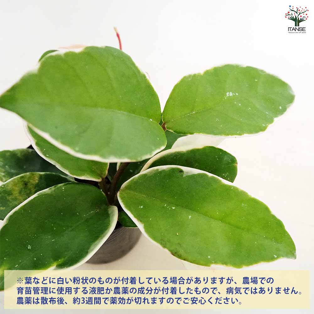 ホヤ カルノーサ 【観葉植物 3号】｜ 【植物のITANSE】全品送料