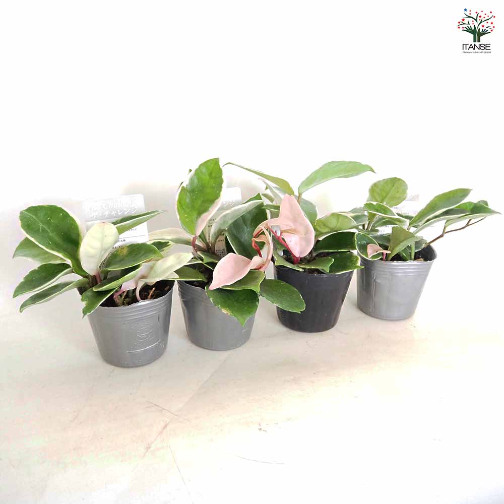 その他観葉植物 Hoya Carnosa 'Amore' Hoya Carnosa 'Amore' - Gabbar Farms