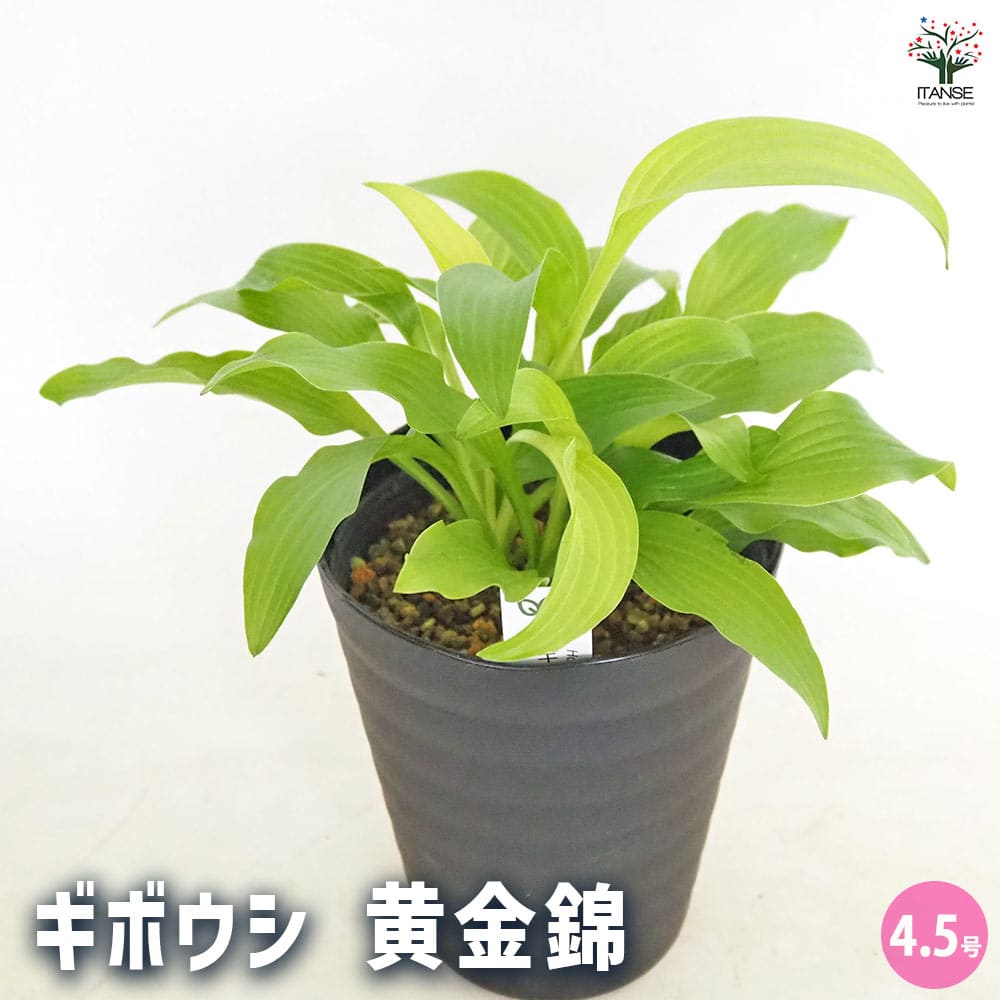 ホスタ(ギボウシ) 黄金錦 【花木苗 4.5号】｜ 【植物のITANSE