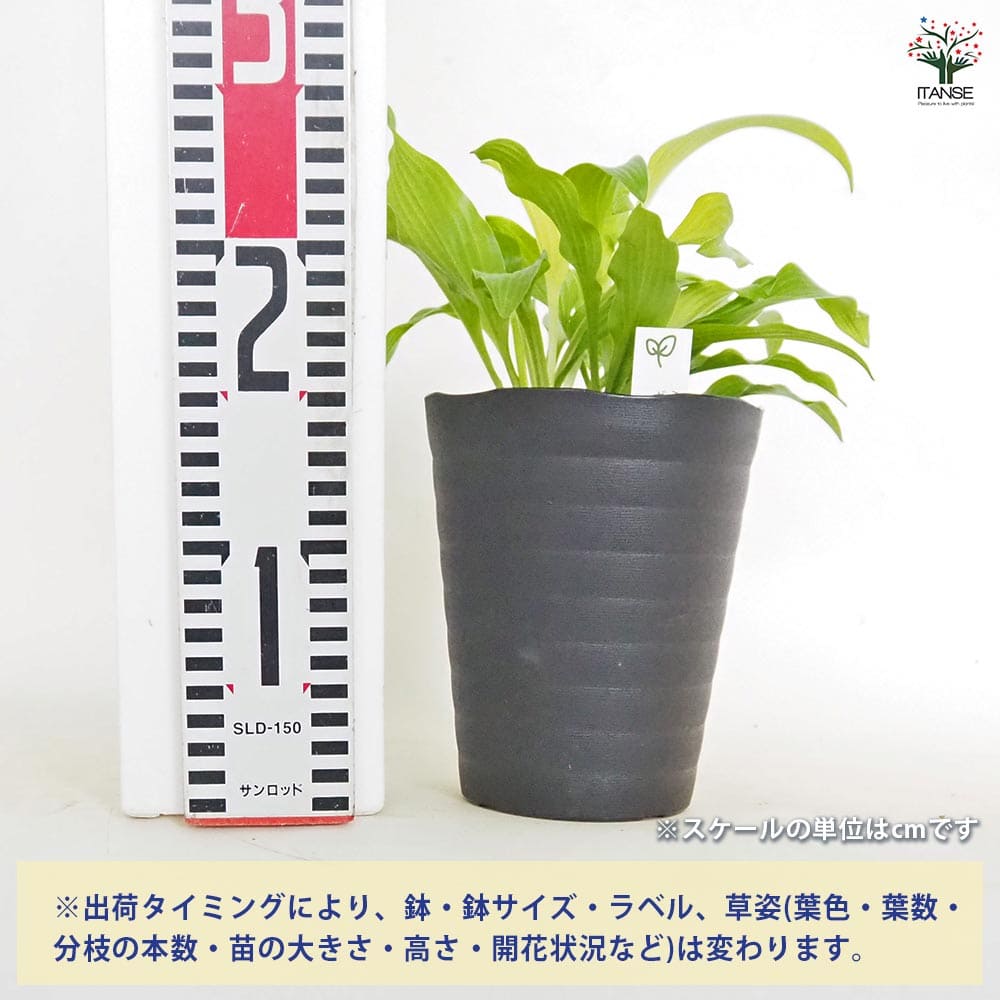 ホスタ(ギボウシ) 黄金錦 【花木苗 4.5号】