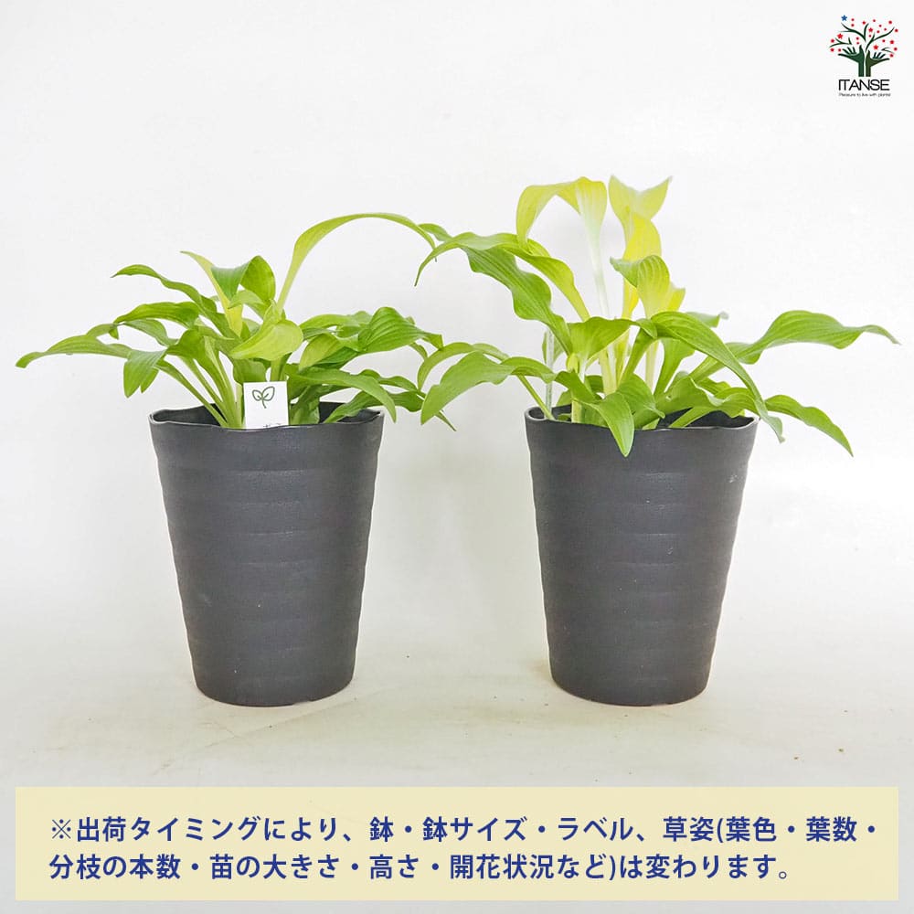 ホスタ(ギボウシ) 黄金錦 【花木苗 4.5号】｜ 【植物のITANSE