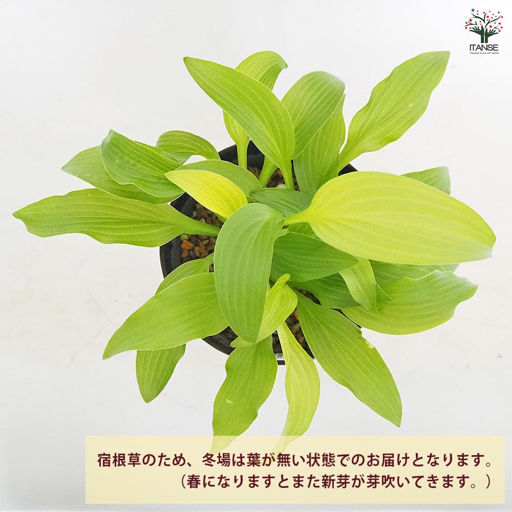 ホスタ (ギボウシ)12cm 2品種 品種名不明 ホスタ (ギボウシ)12cm 2品種 品種名不明 苗