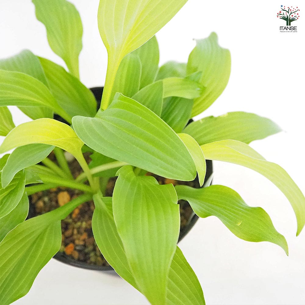 ホスタ (ギボウシ)12cm 2品種 品種名不明 ホスタ (ギボウシ)12cm 2品種 品種名不明 ホスタ (ギボウシ)12cm 2品種