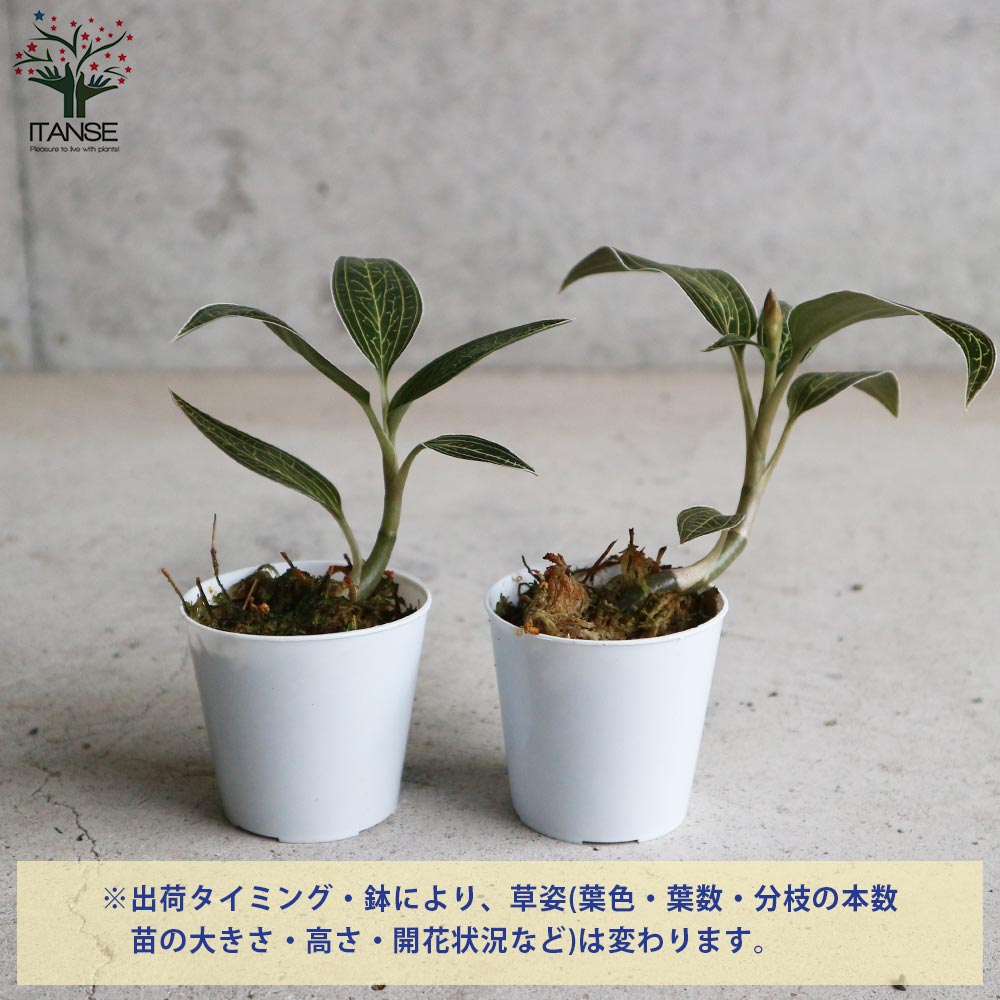 ひ*ん様 ジュエルオーキッド　ルディシアディスカラー　黄桜 Ludisia discolor '黄桜'[GK20-006] /Lud. discolor DarkLeaf SP