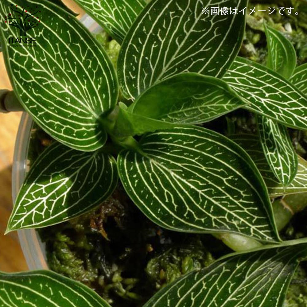 ひ*ん様 ジュエルオーキッド　ルディシアディスカラー　黄桜 Ludisia discolor '黄桜'[GK20-006] /Lud. discolor DarkLeaf SP