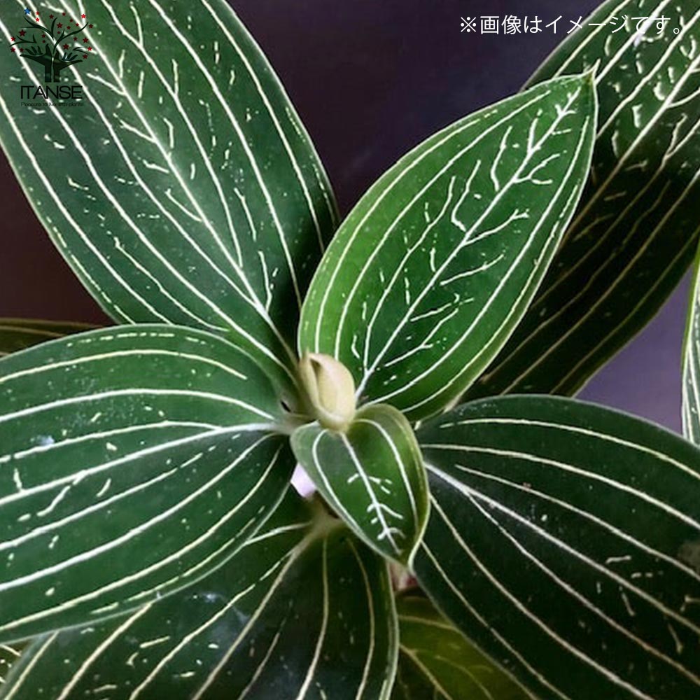 ルディシア ディスカラー アルバ (ジュエルオーキッド)【花苗 小型 2号