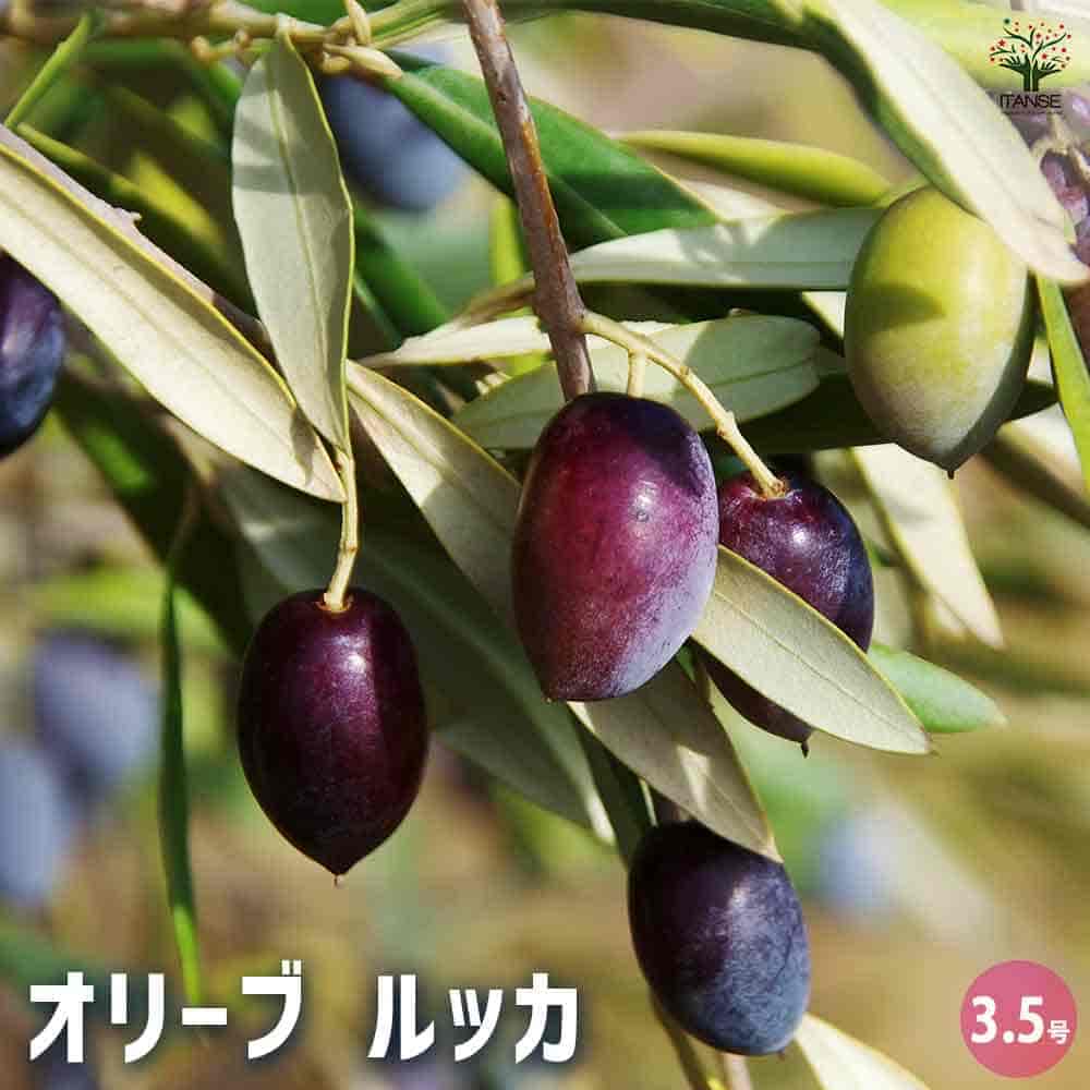 オリーブ ルッカ 【果樹の苗 3.5号】｜ 【植物のITANSE】全品