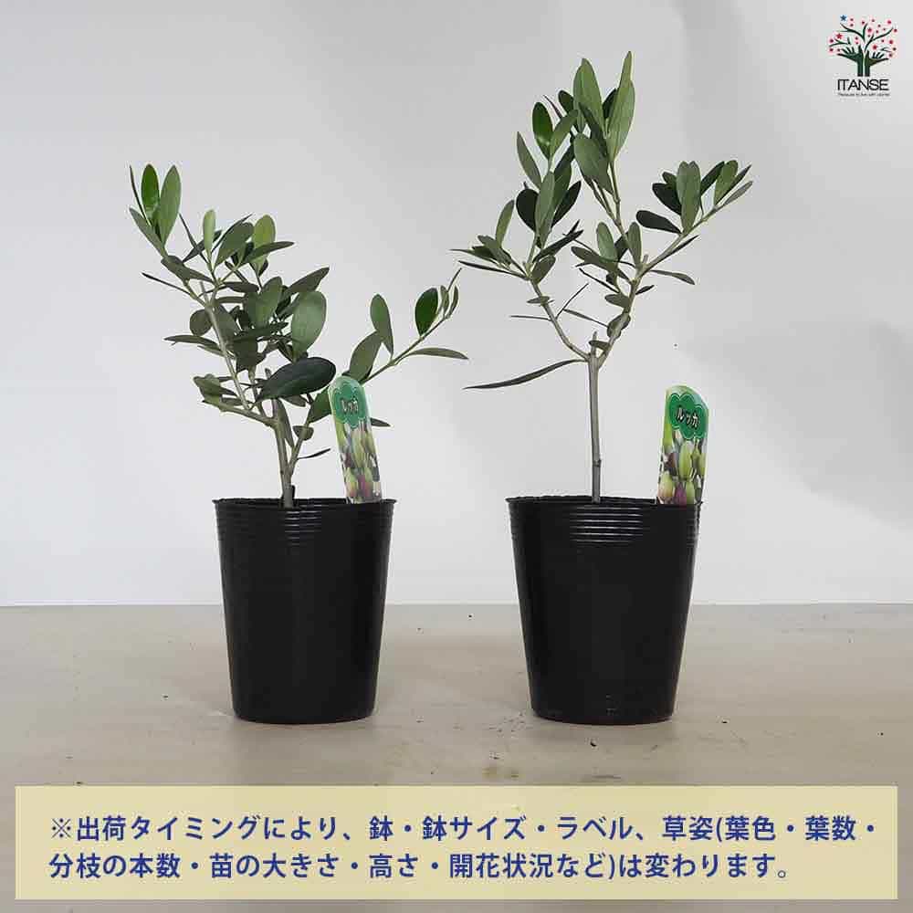 オリーブ ルッカ 【果樹の苗 3.5号】｜ 【植物のITANSE】全品