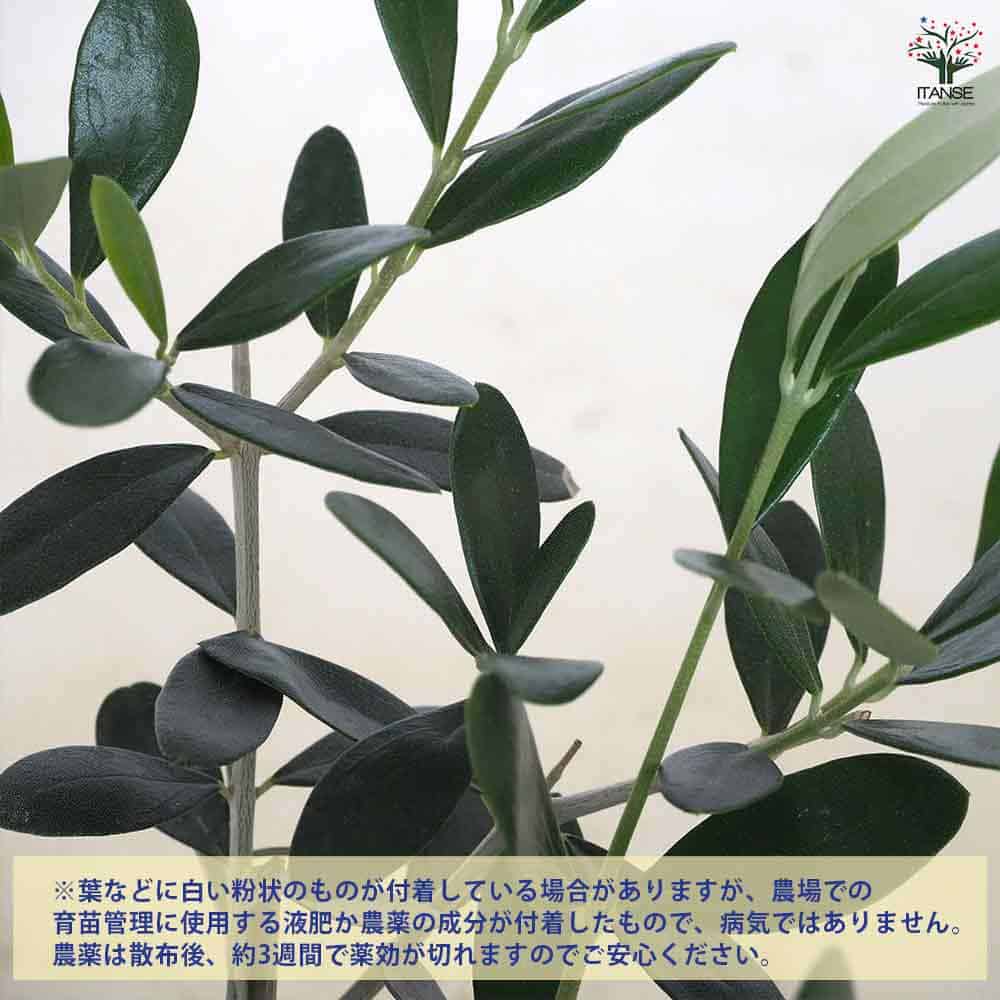 オリーブ ルッカ 【果樹の苗 3.5号】｜ 【植物のITANSE】全品