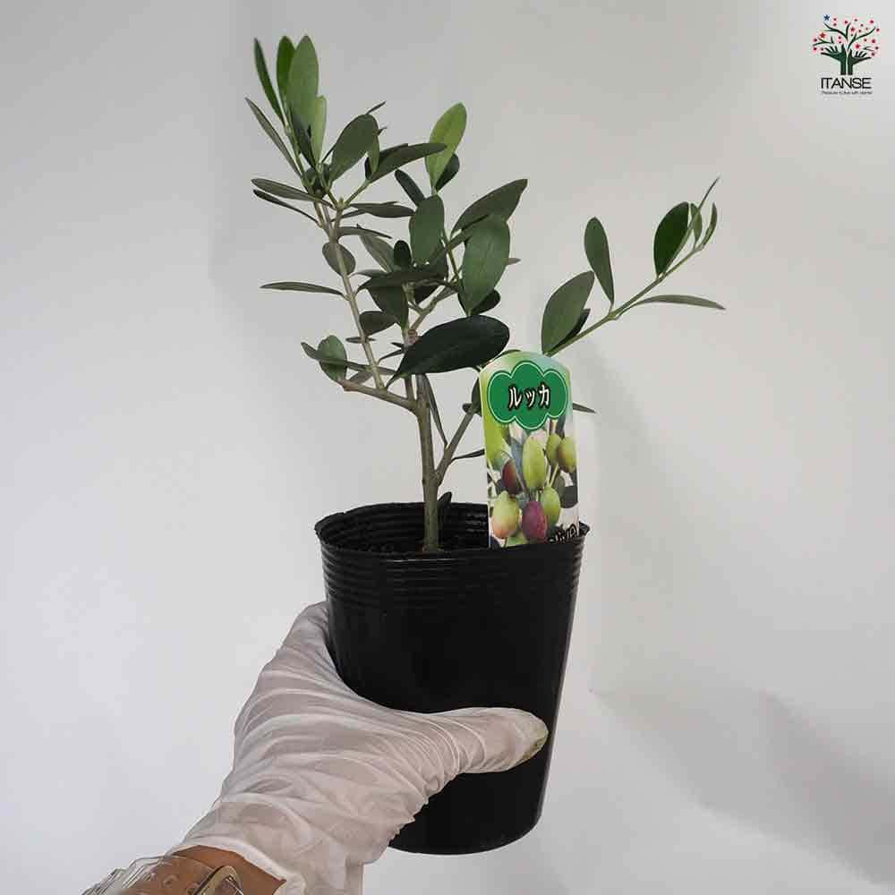 オリーブ ルッカ 【果樹の苗 3.5号】｜ 【植物のITANSE】全品