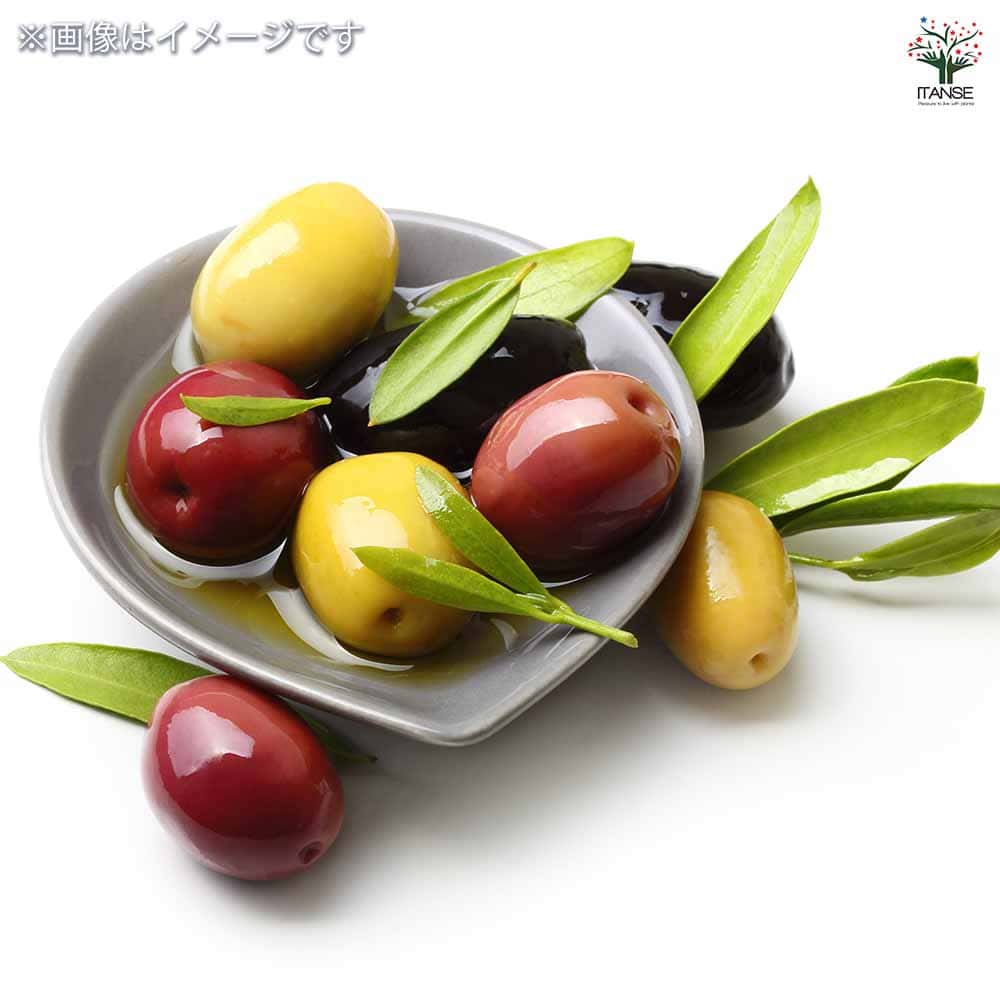 オリーブ ルッカ 【果樹の苗 3.5号】｜ 【植物のITANSE】全品