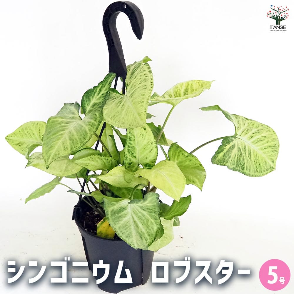 シンゴニューム(シンゴニウム) ロブスター 【観葉植物 5号／1個売り