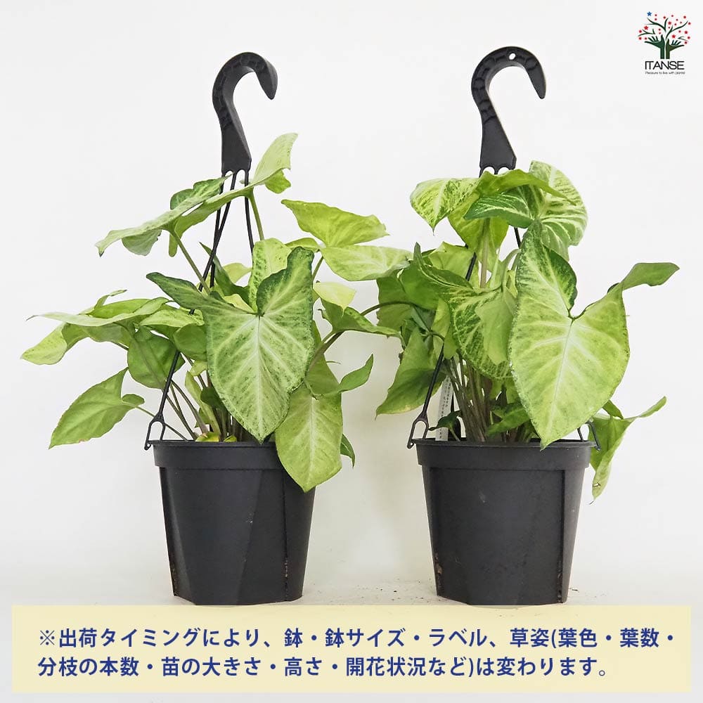 シンゴニューム(シンゴニウム) ロブスター 【観葉植物 5号／1個売り】