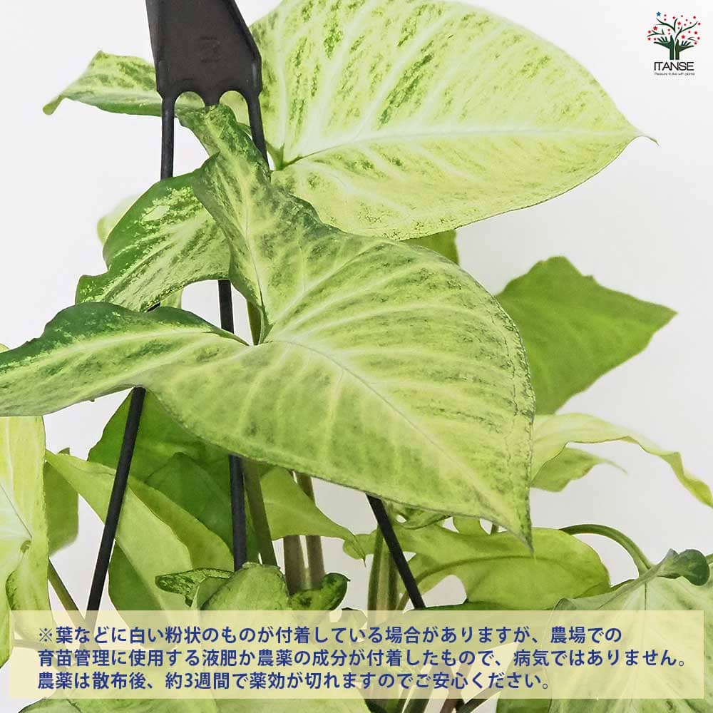 シンゴニューム(シンゴニウム) ロブスター 【観葉植物 5号／1個売り】