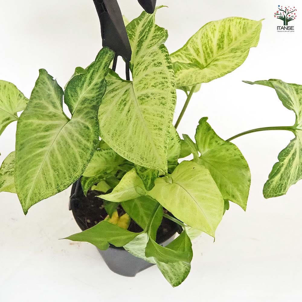 シンゴニューム(シンゴニウム) ロブスター 【観葉植物 5号／1個売り】