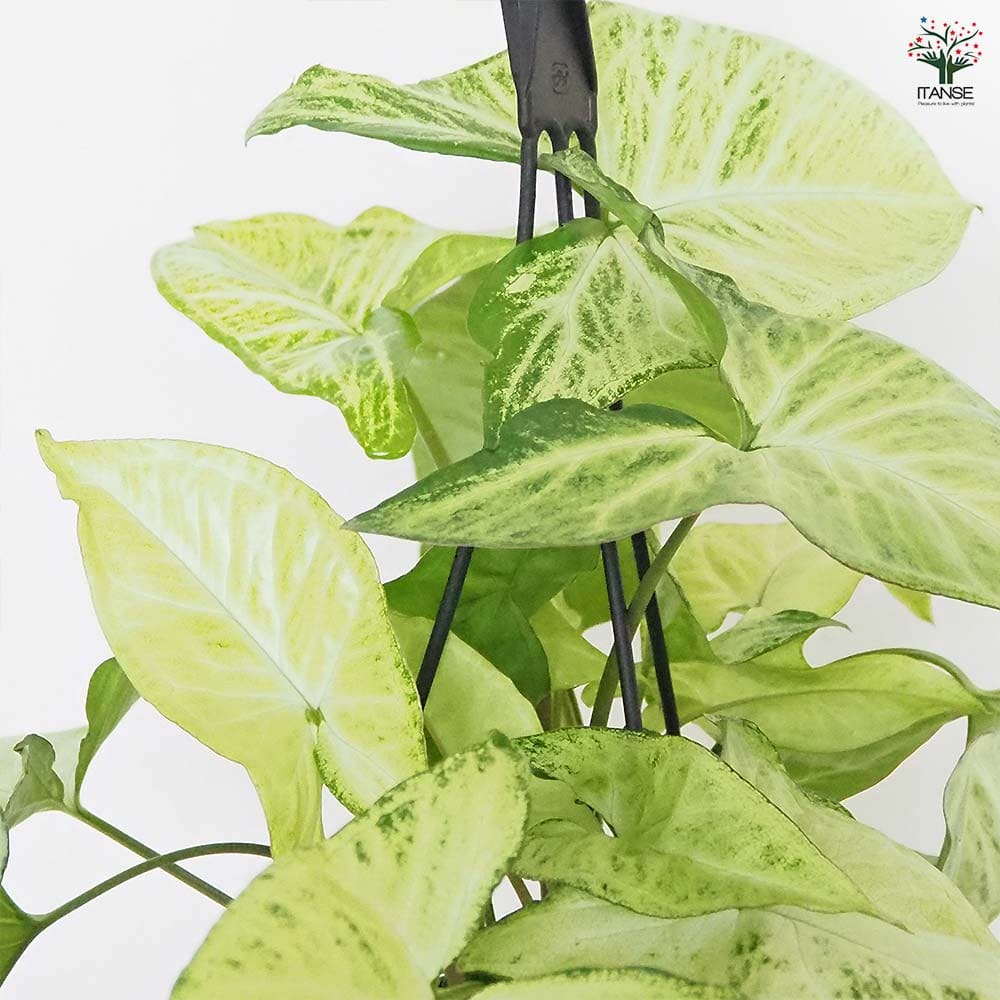 シンゴニューム(シンゴニウム) ロブスター 【観葉植物 5号／1個売り