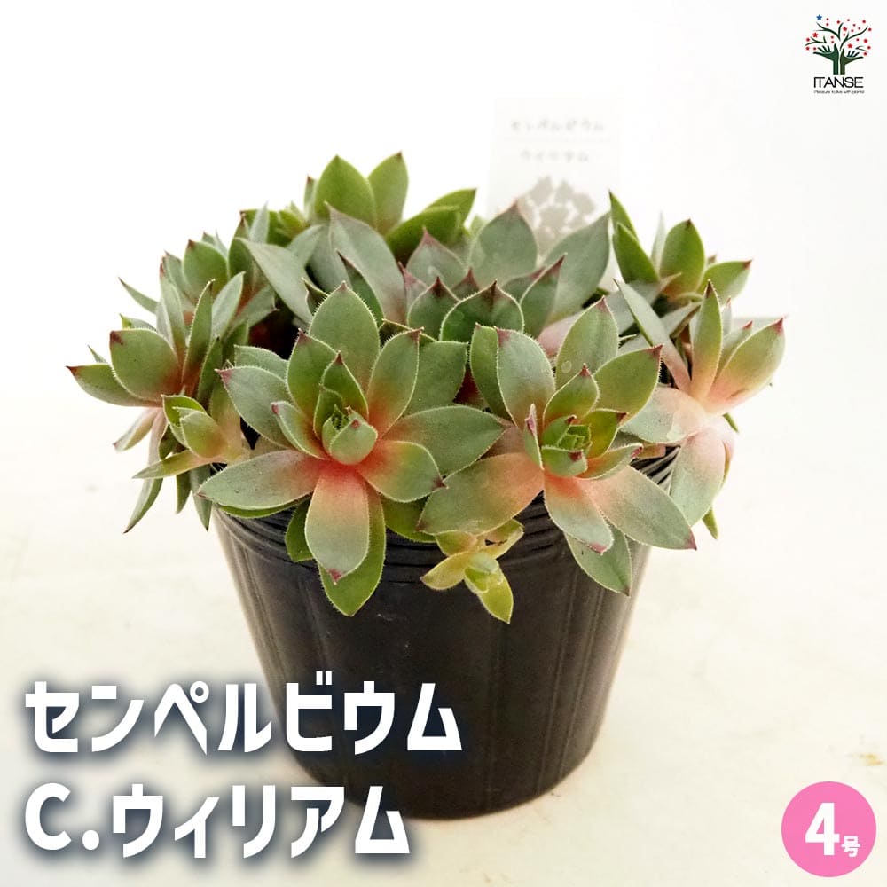 センペルビウム C.ウィリアム 【多肉植物 4号／1個売り】｜ 【植物の