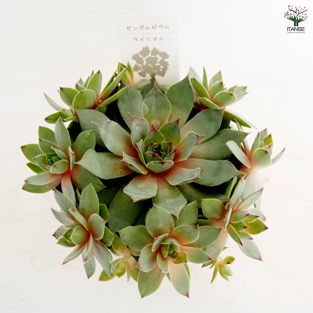 センペルビウム C.ウィリアム 【多肉植物 4号／1個売り】｜ 【植物の