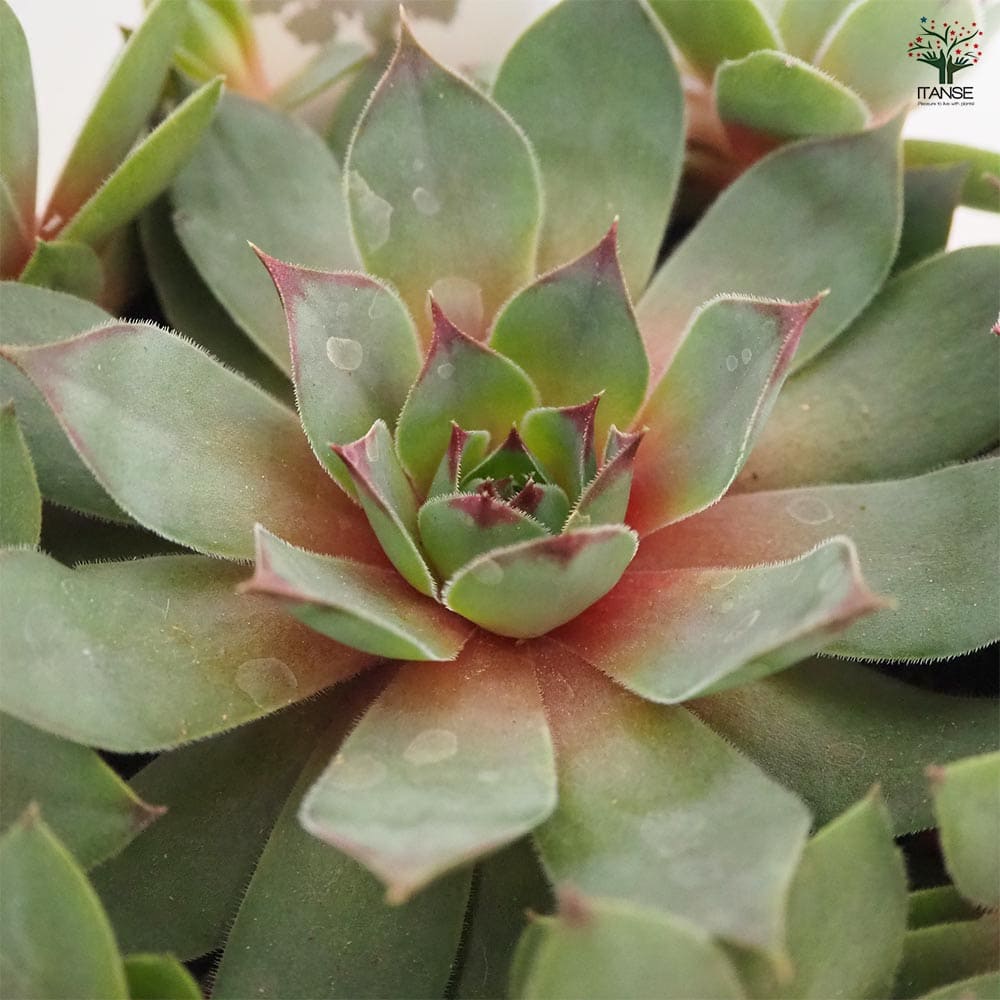 ご確認用　多肉センペルビウム ご確認用 多肉センペルビウム ご確認用 多肉センペルビウム