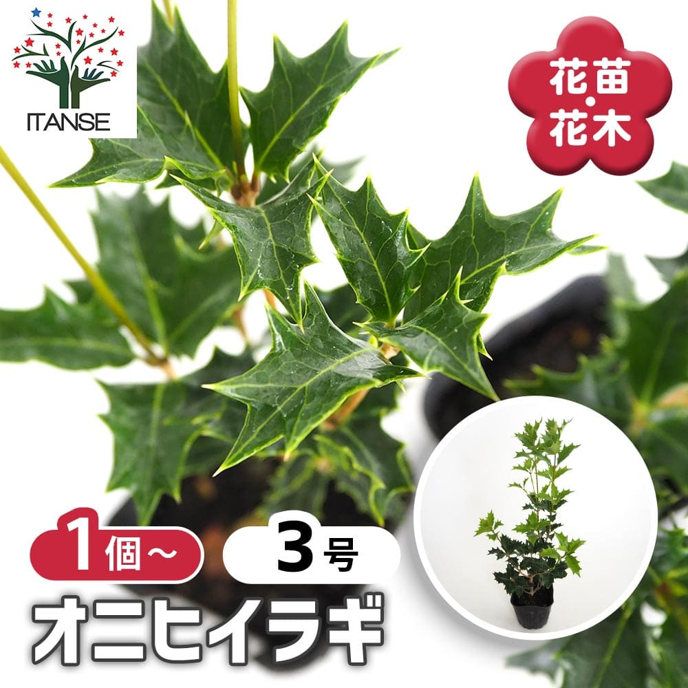オニヒイラギ 【花木苗 3号】