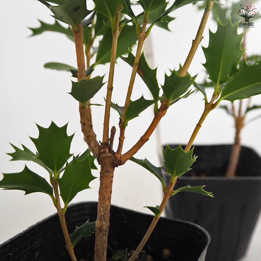 オニヒイラギ 【花木苗 3号】