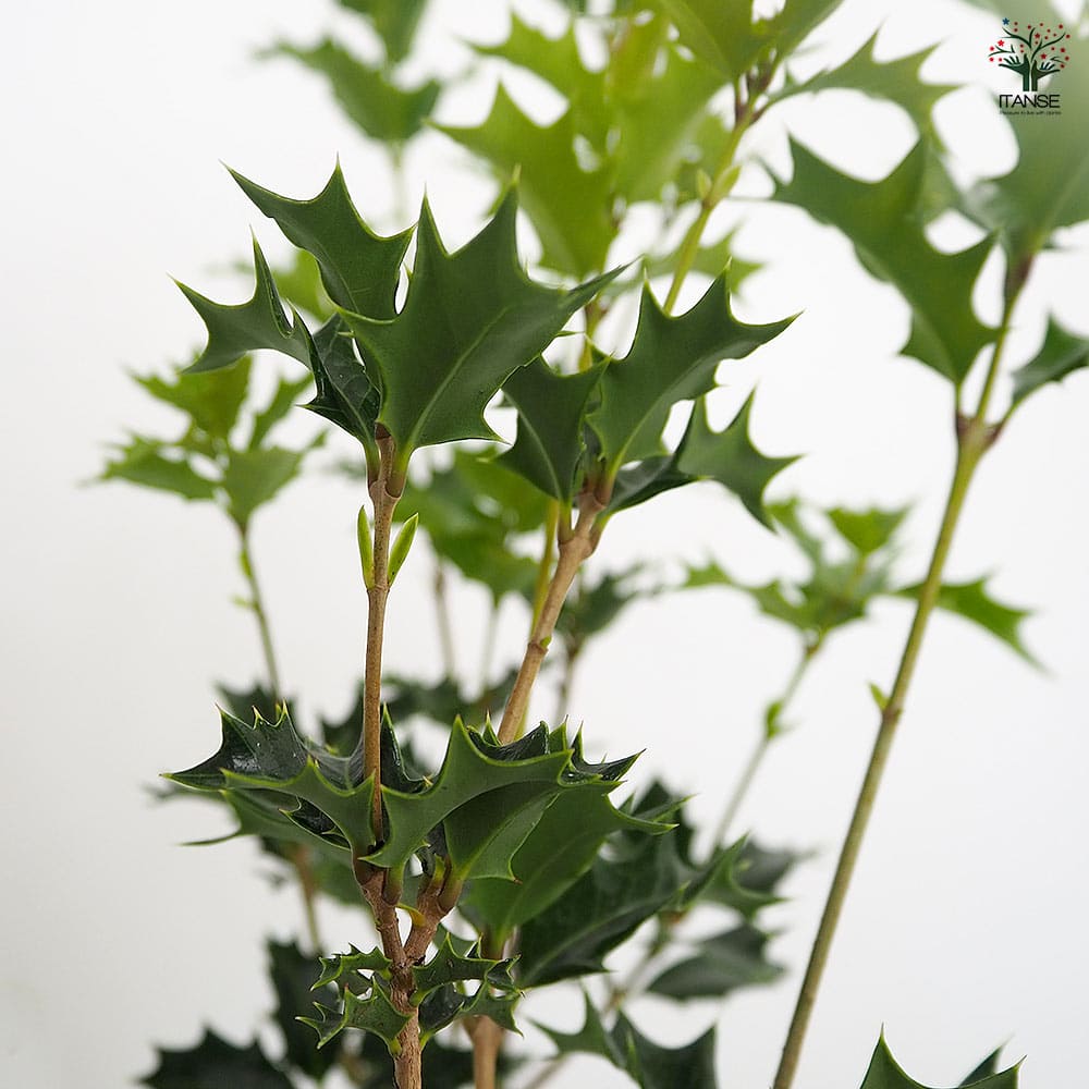 オニヒイラギ 【花木苗 3号】