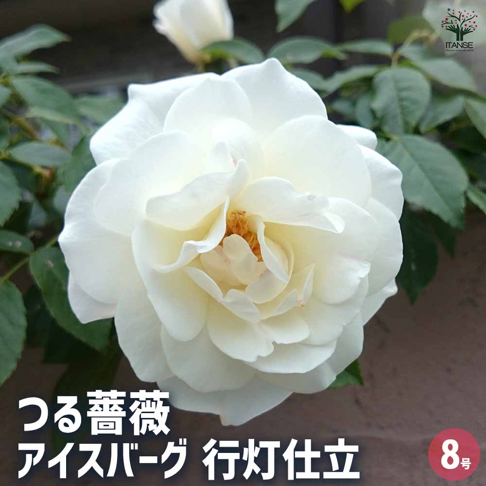 つる薔薇 アイスバーグ 行灯仕立 【花木苗 8号／1個売り】｜ 【植物の