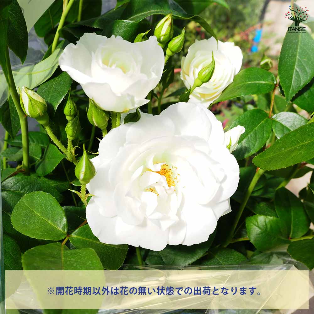 つる薔薇 アイスバーグ 行灯仕立 【花木苗 8号／1個売り】｜ 【植物の