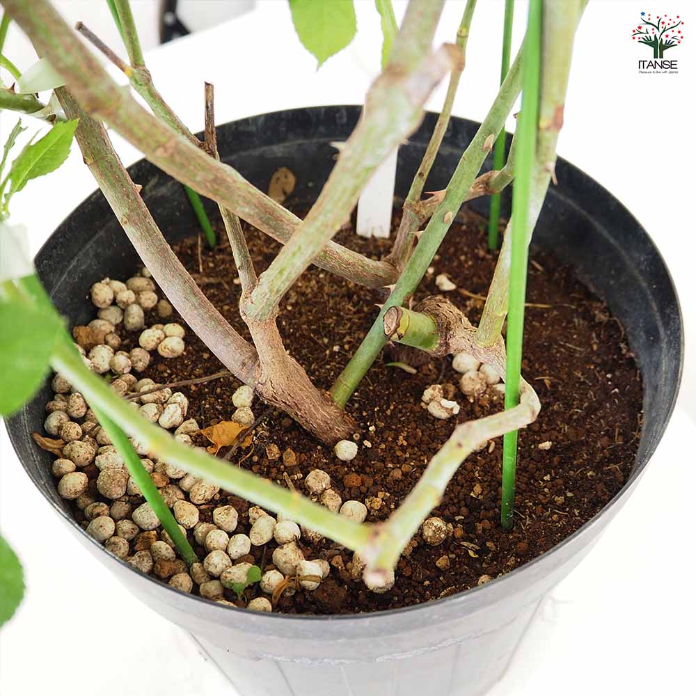 つる薔薇 アイスバーグ 行灯仕立 【花木苗 8号／1個売り】｜ 【植物の