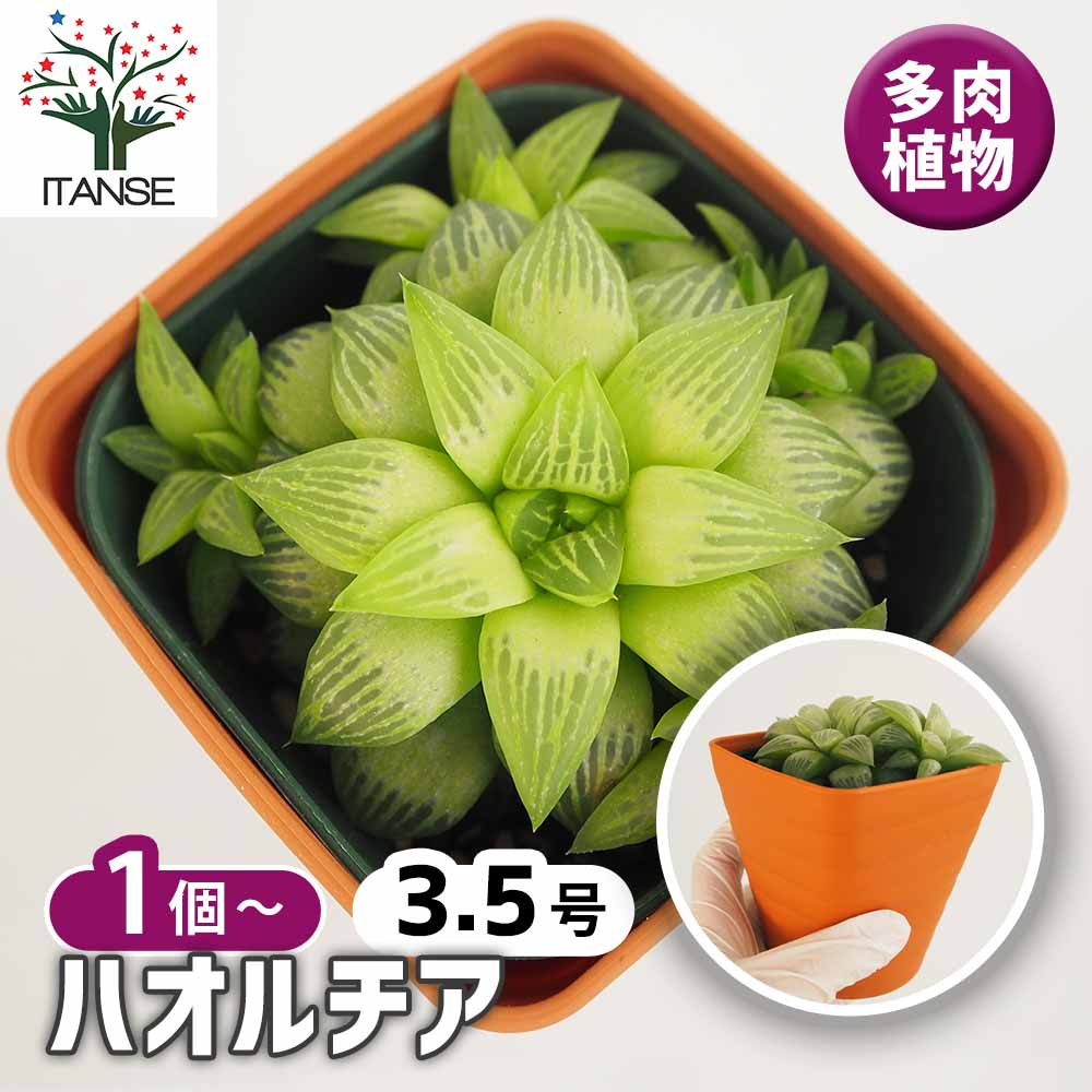 ハオルチア 品種不明A 【多肉植物 3.5号】｜ 【植物のITANSE
