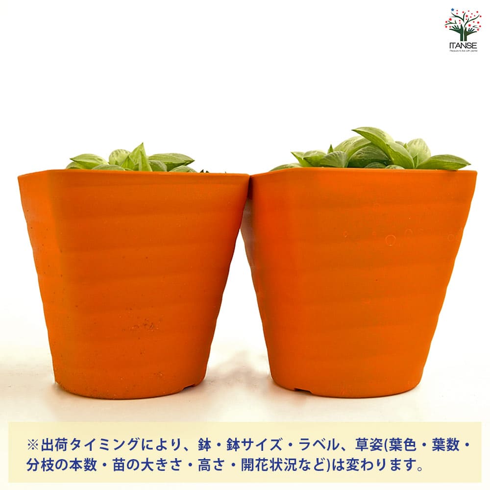 ハオルチア 品種不明A 【多肉植物 3.5号】｜ 【植物のITANSE