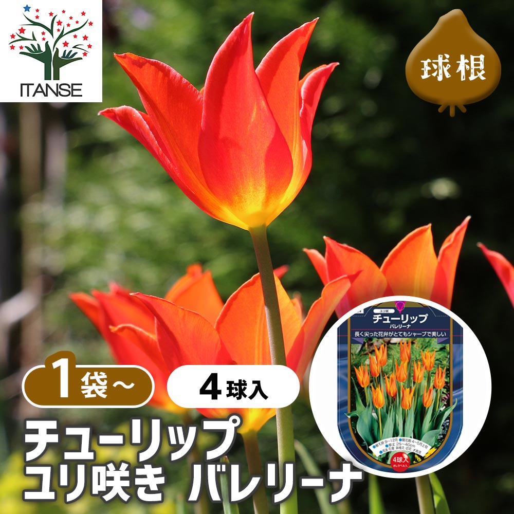 チューリップ 百合咲き バレリーナ