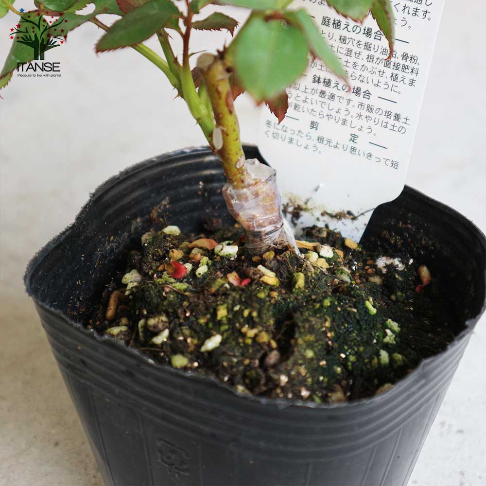 薔薇の苗 ソニア (四季咲きハイブリッドティーローズ)【花苗新苗4号