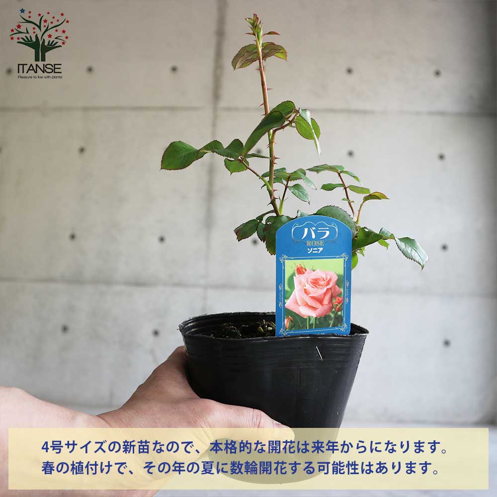 薔薇の苗 ソニア (四季咲きハイブリッドティーローズ)【花苗新苗4号