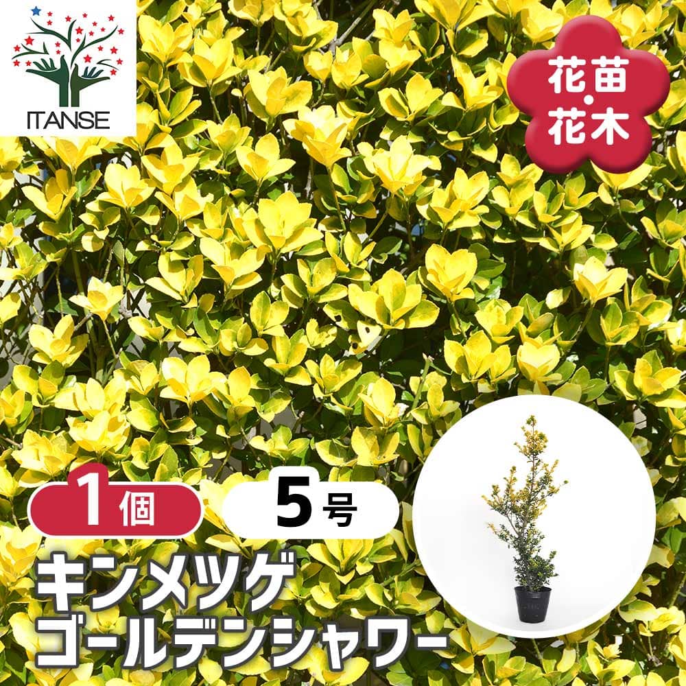 キンメツゲ ゴールデンシャワー 【庭木 5号/1個売り】| 【植物 キンメツゲ ゴールデンシャワー 【庭木 5号/1個売り】| 【植物