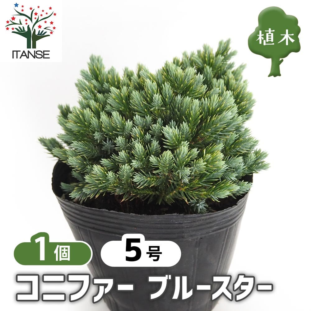 コニファー ブルースター 【庭木 5号／1個売り】｜ 【植物の