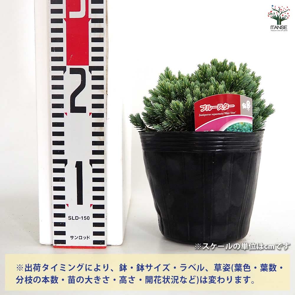 コニファー ブルースター 【庭木 5号／1個売り】